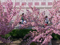 西安交通大学校园樱花节风景
